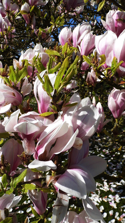 A white magnolia flower growing in partial sunlight against a dark background.の写真素材