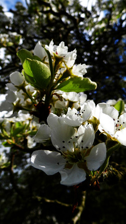 Pear blossom growing in the sun.の写真素材