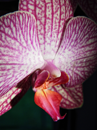 Pink orchid flowers with a delicate pattern.の写真素材