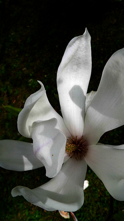A white magnolia flower growing in partial sunlight against a dark background.の写真素材