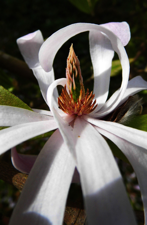 Pale pink Magnolia Stellata flowersの写真素材