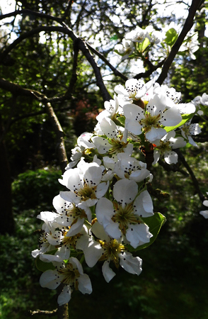 Pear blossom growing in the sun.の写真素材