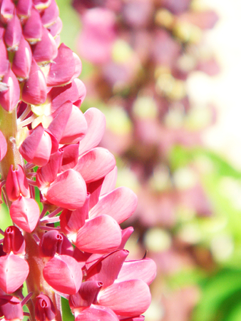 Pink lupin flowers growing in a flower border, UK.の写真素材