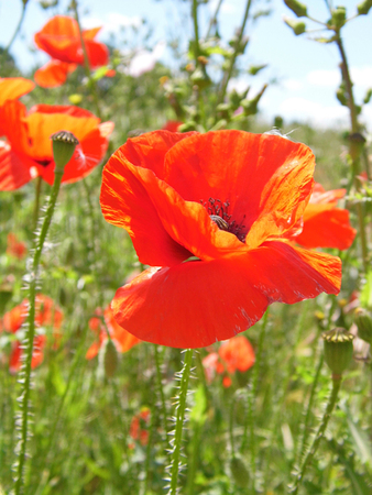 Poppies growing in a British field.の写真素材