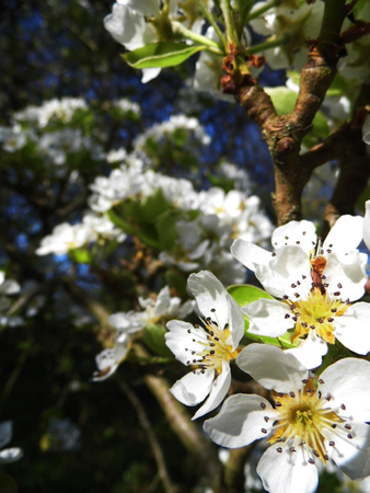 Pear blossom growing in the sun.の写真素材