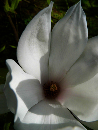 A white magnolia flower growing in partial sunlight against a dark background.の写真素材