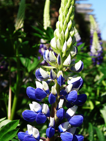 Blue and white lupin flowers growing in a flower border, UK.の写真素材
