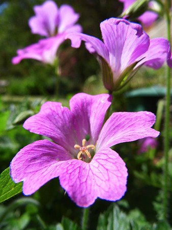 pink flowers.の写真素材