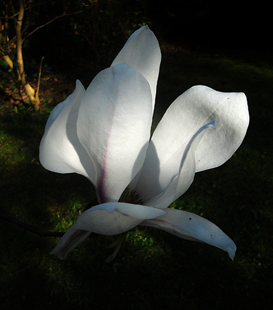 A white magnolia flower growing in partial sunlight against a dark background.の写真素材