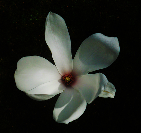 A white magnolia flower growing in partial sunlight against a dark background, seen from the top.の写真素材