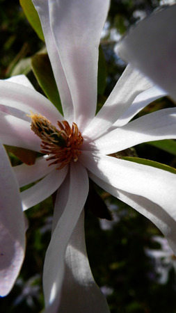 Pale pink Magnolia Stellata flowersの写真素材