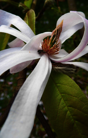 Closeup of pale pink Magnolia Stellata flowersの写真素材