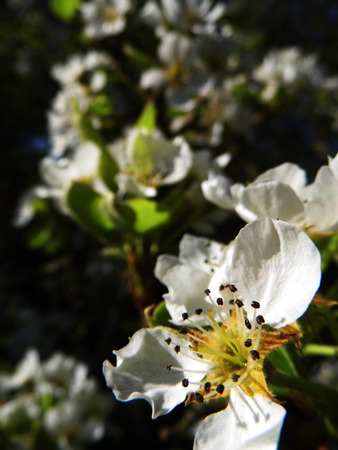Pear blossom growing in the sun.の写真素材