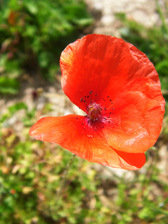 Poppy flower closeup.の写真素材