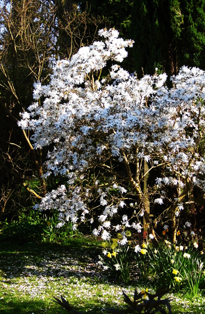 Pale pink Magnolia Stellata flowersの写真素材