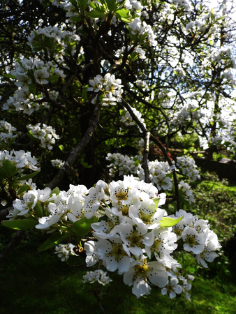 Pear blossom growing in the sun.の写真素材