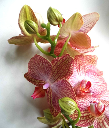 Pink orchid flowers with a delicate pattern.の写真素材