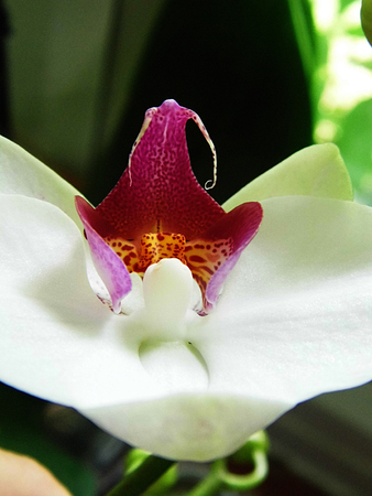 White and purple orchid flowersの写真素材