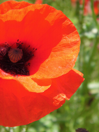 Poppy flower closeup.の写真素材