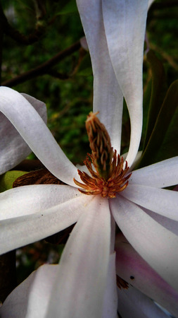 Closeup of pale pink Magnolia Stellata flowersの写真素材