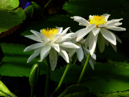 White and yellow lotus with green lotus leaves on a pondの写真素材
