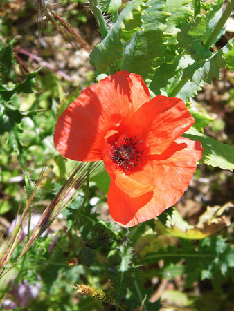 Poppy flower closeup.の写真素材