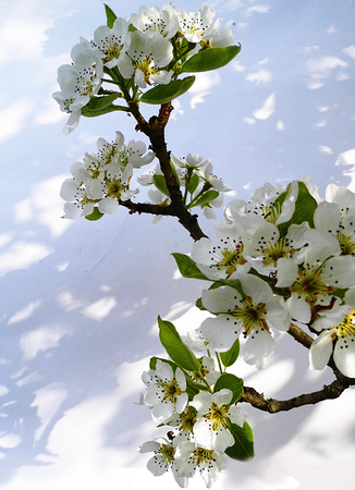 Pear blossom.の写真素材