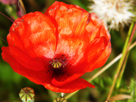 Poppy flower closeup.の写真素材