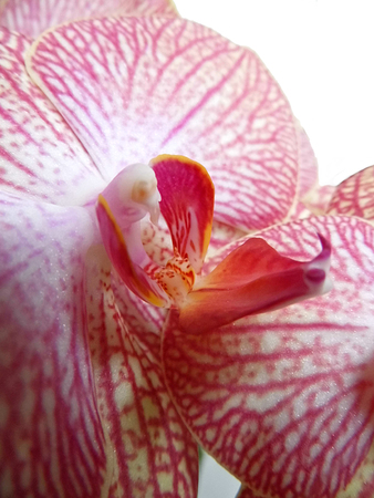 Pink orchid flowers with a delicate pattern.の写真素材