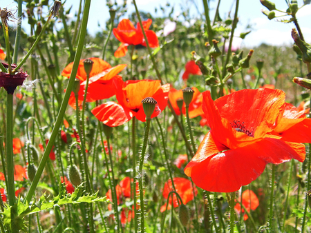Poppies growing in a British field.の写真素材