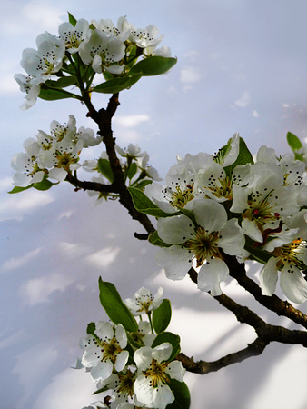 Pear blossom.の写真素材