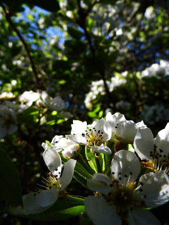 Pear blossom growing in the sun.の写真素材
