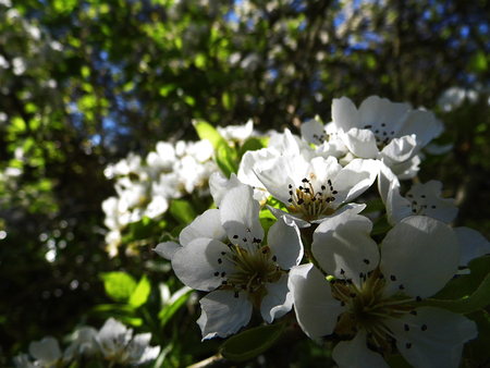 Pear blossom growing in the sun.の写真素材