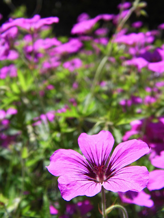pink flowers.の写真素材
