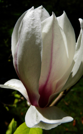 A white magnolia flower growing in partial sunlight against a dark background.の写真素材
