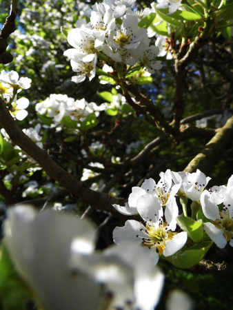 Pear blossom growing in the sun.の写真素材