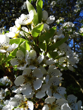 Pear blossom growing in the sun.の写真素材