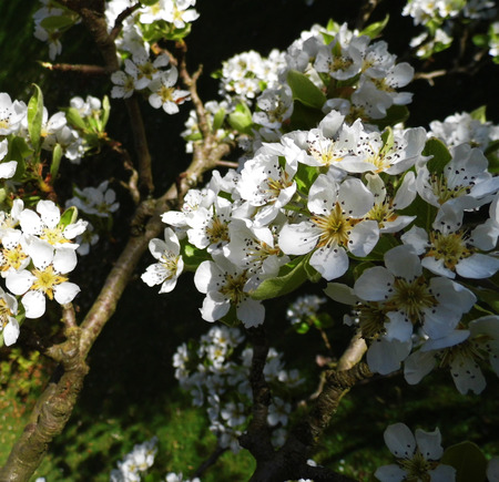 Pear blossom growing in the sun.の写真素材
