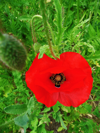 Poppy flower closeup.の写真素材