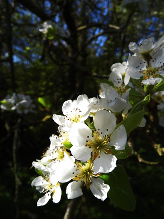 Pear blossom growing in the sun.の写真素材