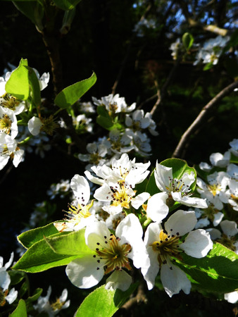 Pear blossom growing in the sun.の写真素材