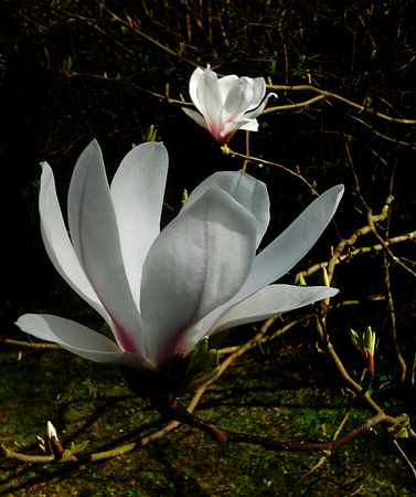 A white magnolia flower growing in partial sunlight against a dark background.の写真素材