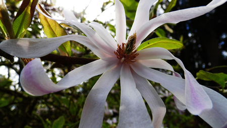 Closeup of pale pink Magnolia Stellata flowersの写真素材
