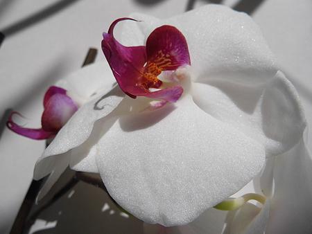 White and purple orchid flowersの写真素材