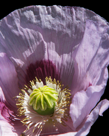 Pink poppy flower closeup.の写真素材