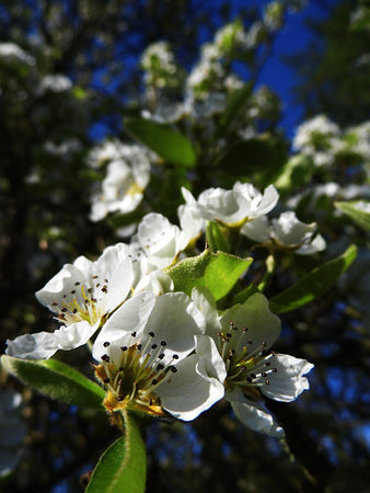 Pear blossom growing in the sun.の写真素材