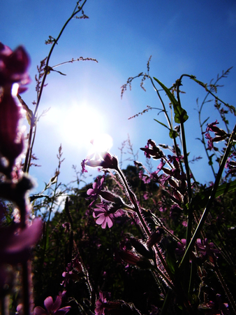 pink flowers.の写真素材