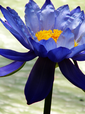 Blue lotus with green lotus leaves on a pondの写真素材