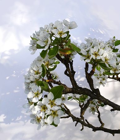 Pear blossom.の写真素材
