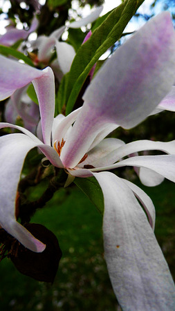 Pale pink Magnolia Stellata flowersの写真素材